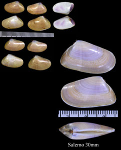 フランスナミノコ Donax trunculus small