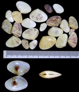 リュウキュウナミノコ 琉球浪の子 Donax faba small