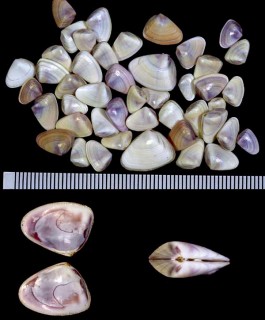 フジノハナガイ Donax semigranosus small