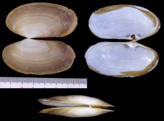 ミナミカモジガイに近いカモジガイの仲間 未詳 Lutraria australis ? small