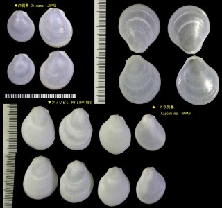 テンニンハネガイ 天人羽貝 Ctenoides suavis small