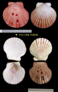 ナミジマツキヒ Aequipecten lineolaris small