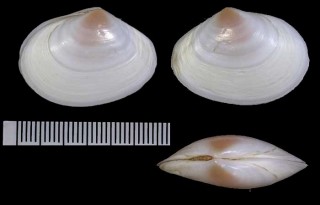 セイヨウケショウシラトリ Macoma cumana small