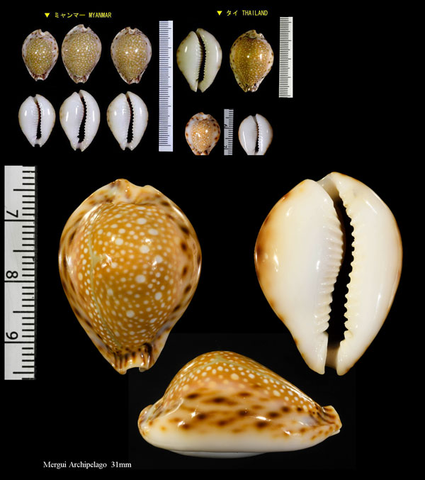 コガタラマルクダカラ Erosaria lamarckii redimita small