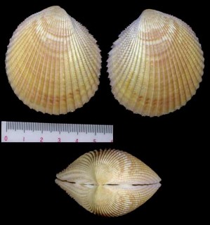 リュウキュウザルガイ Trachycardium flavum small