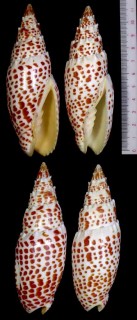 オニキバフデ 鬼牙筆 Mitra papalis small