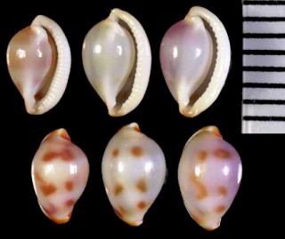 カメガタケボリ 亀形毛彫 Testudovolva orientis small