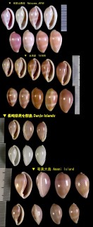 シロオビコダマウサギ Prionovolva brevis small