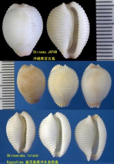 チリメンオオシラタマ 縮緬大白玉 Pseudotrivia speciosa small