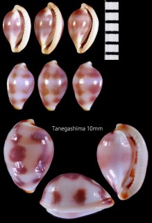 クモリカメガタケボリ Testudovolva nebula small