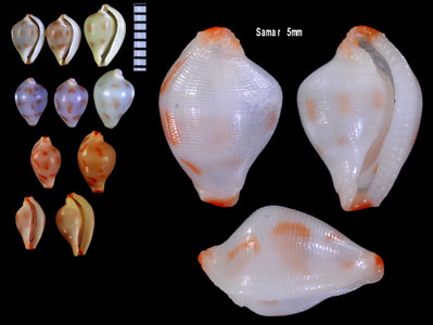 ハナヤカケボリ Primovula roseomaculata small