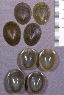 アフリカボウシ Helcion pruinosus small