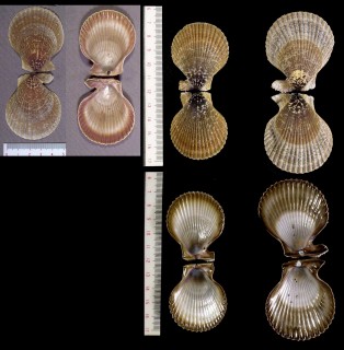 ジミニシキ Chlamys funebris small