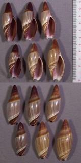 アフリカトガリリュウグウボタル Amalda similis small
