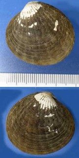 アラスジマルフミ Venericardia paucicostata small