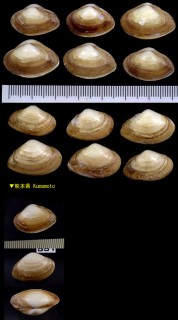 ヒラタヌマコダキガイ 平た沼子抱き貝 Potamocorbula laevis small