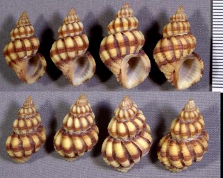 ダテコロモ Scalptia mercadoi small