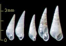 トゲモミジヒトデヤドリニナ Vitreobalcis astropectenicola small