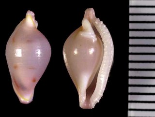 ノコギリバケボリ 鋸歯毛彫 Crenavolva imitabilis small