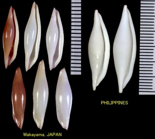 キヌヅツミ 絹包 Phenacovolva philippinarum small