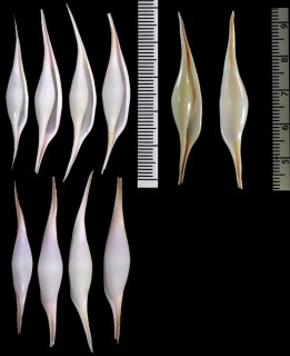 ツリフネキヌヅツミ Phenacovolva longirostrata small