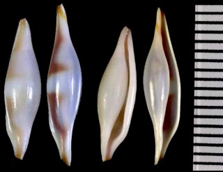 ニセムラクモキヌヅツミ Phenacovolva weaveri pseudogracilis small