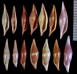 シロオビキヌヅツミ Phenacovolva birostris small