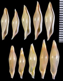 タイロキヌヅツミ Phenacovolva tayloriana small