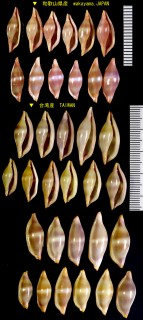フネガタキヌヅツミ Phenacovolva fusula small