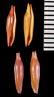 チリメンキヌヅツミ Phenacovolva rugosa small