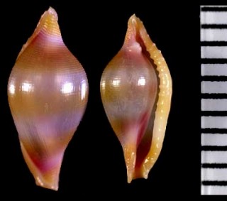 キーンケボリ Crenavolva myrakeenae small