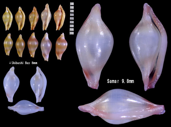 アズマケボリ Dentiovula azumai small