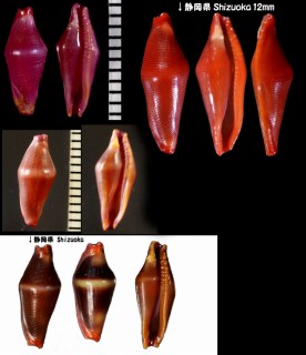 アヤメケボリ Crenavolva striatula trailli small