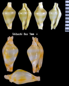 ウカレコボレバケボリ Dentiovula saturnalia small