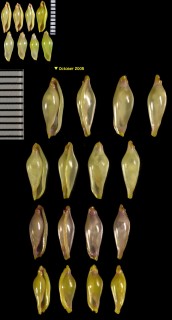 トサケボリ (トサツグチ) Primovula tosaensis small