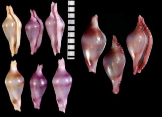 スミレコボレバケボリ Dentiovula eizoi small