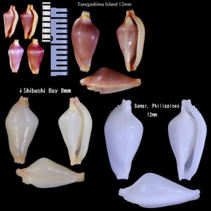 キンスジケボリ (マリアコボレバケボリ) Dentiovula dorsuosa small