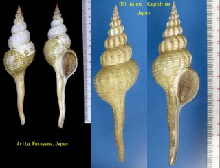 ハシナガニシ 嘴長辛螺 Fusinus longicaudus small