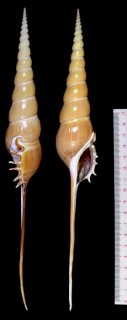 ハシナガソデガイ 嘴長袖貝 Tibia fusus small