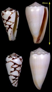 ヨソオイクロミナシ Conus marmoreus suffusus small