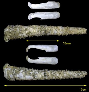 コヅツガイ 小筒貝 Eufistulana grandis small