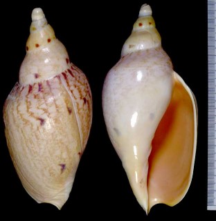 オビメロン Ericusa fulgetra small