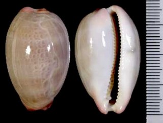 オサナダカラ Cypraea reevei small