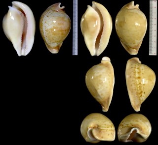 ウスアカネダカラ Umbilia armeniaca small
