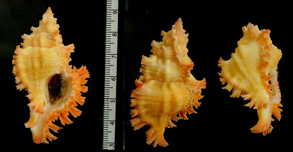 アカイロガンゼキ Chicoreus torrefactus rubiginosus small