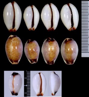 リーンツナシジダカラ Erosaria gangranosa reentsii small