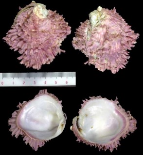 シロザルガイ Chama brassica small