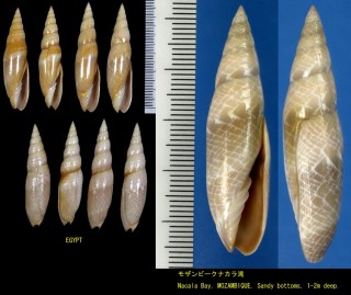 アミメフデ (コウジンカスミフデ) Scabricola fissurata small