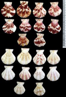 ヒナキンチャク Decatopecten plica small