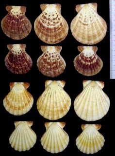 リュウキュウオウギ Comptopallium radula small